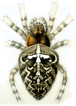 Cross-spider, isolated from Haeckel plate 66.