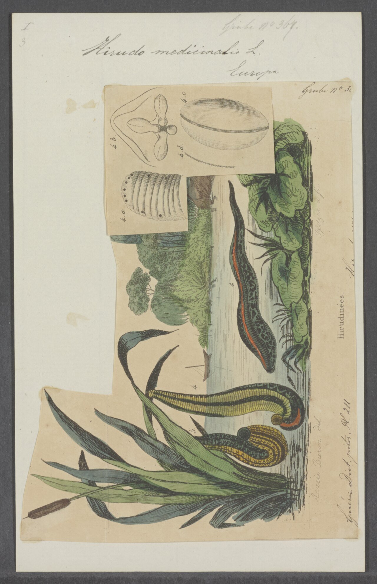 Medicinal leech specimen.