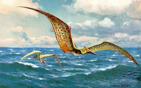 Harder pterosaur over a coast.