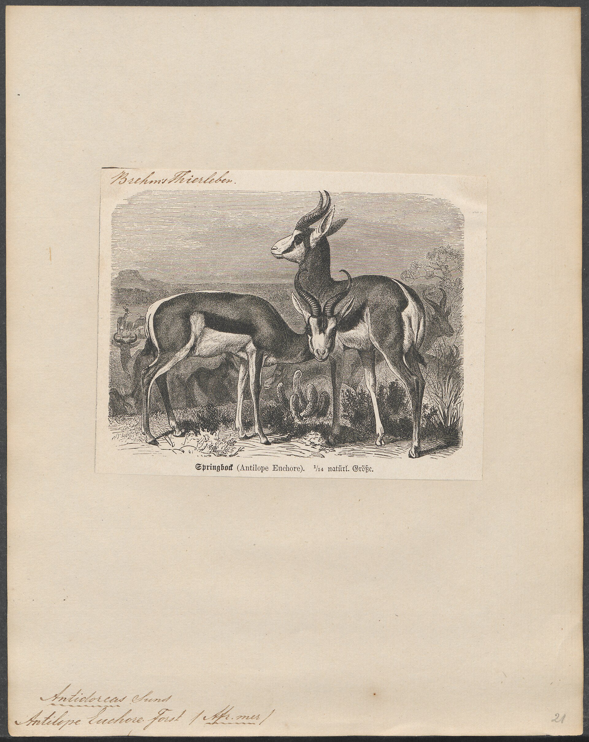 Springbok antelope in profile.