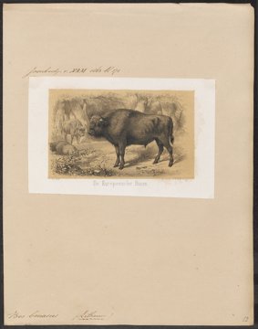 European bison in profile.