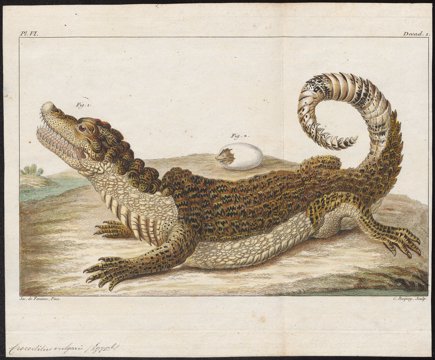 Nile crocodile in lateral profile.