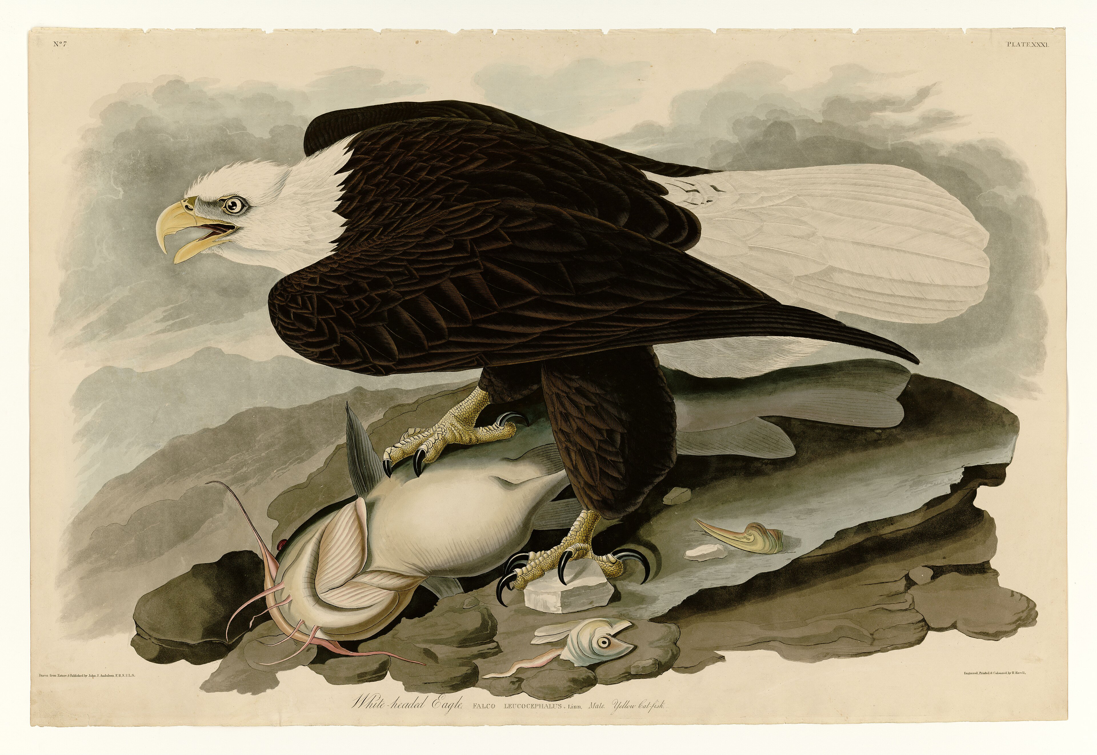 Bald eagle, Audubon aquatint.