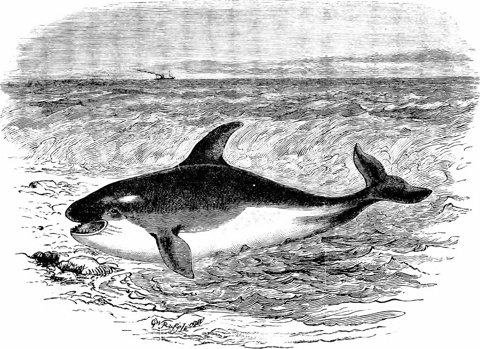 Killer whale (grampus) in side profile.