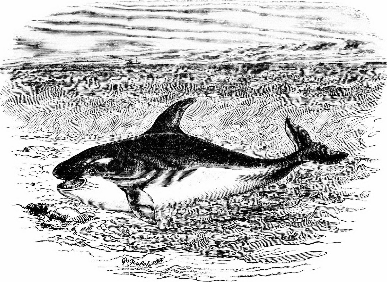 Killer whale (grampus) in side profile.