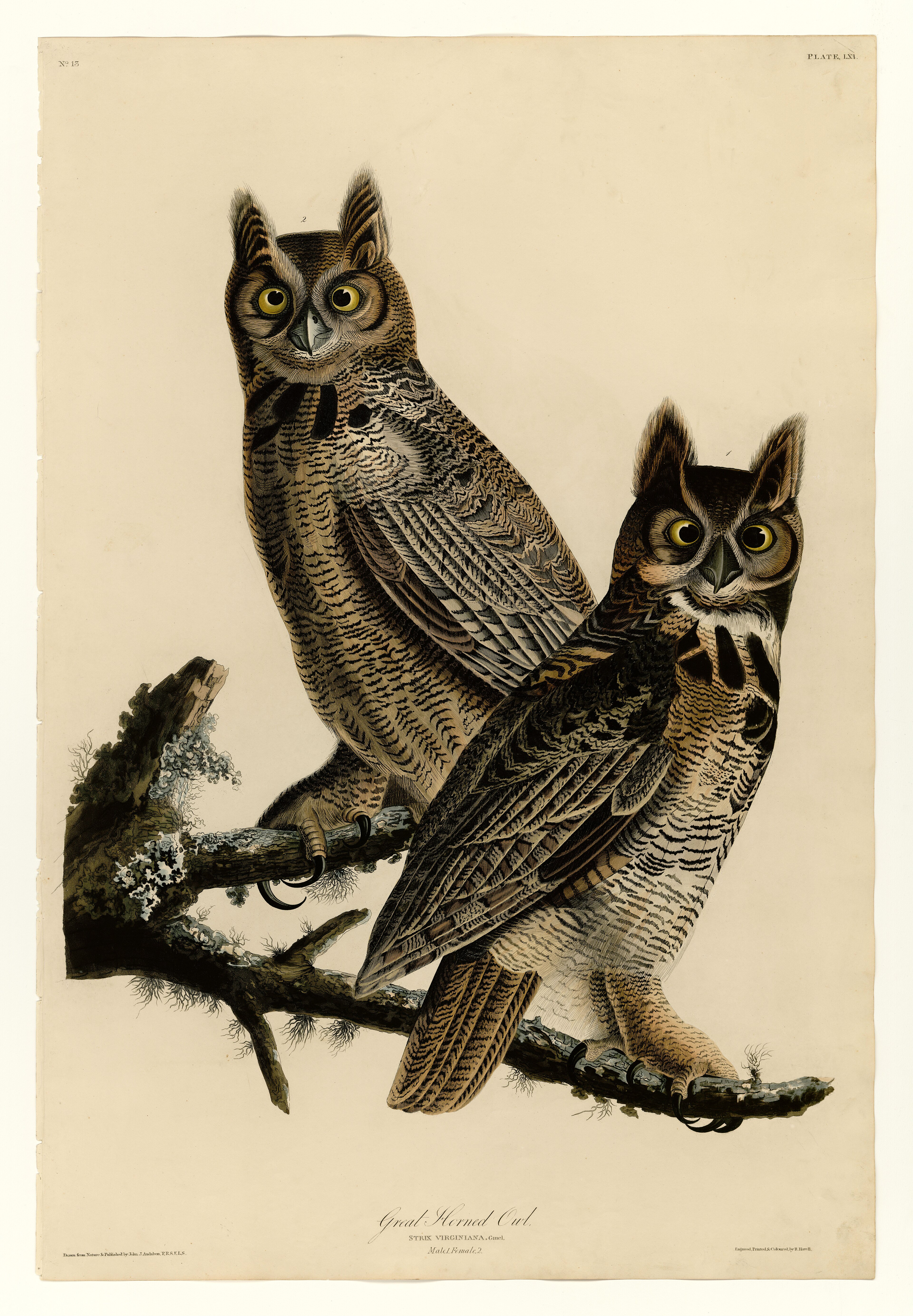 Great horned owls, Audubon plate.