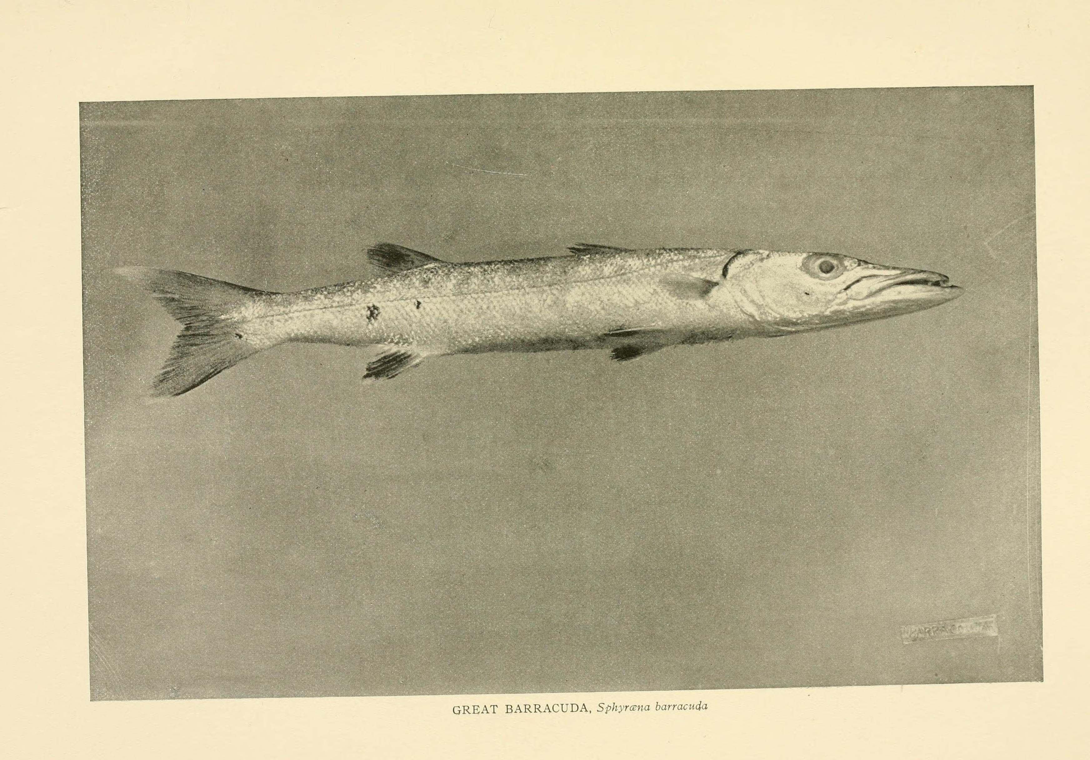 Great barracuda, colour scientific plate.