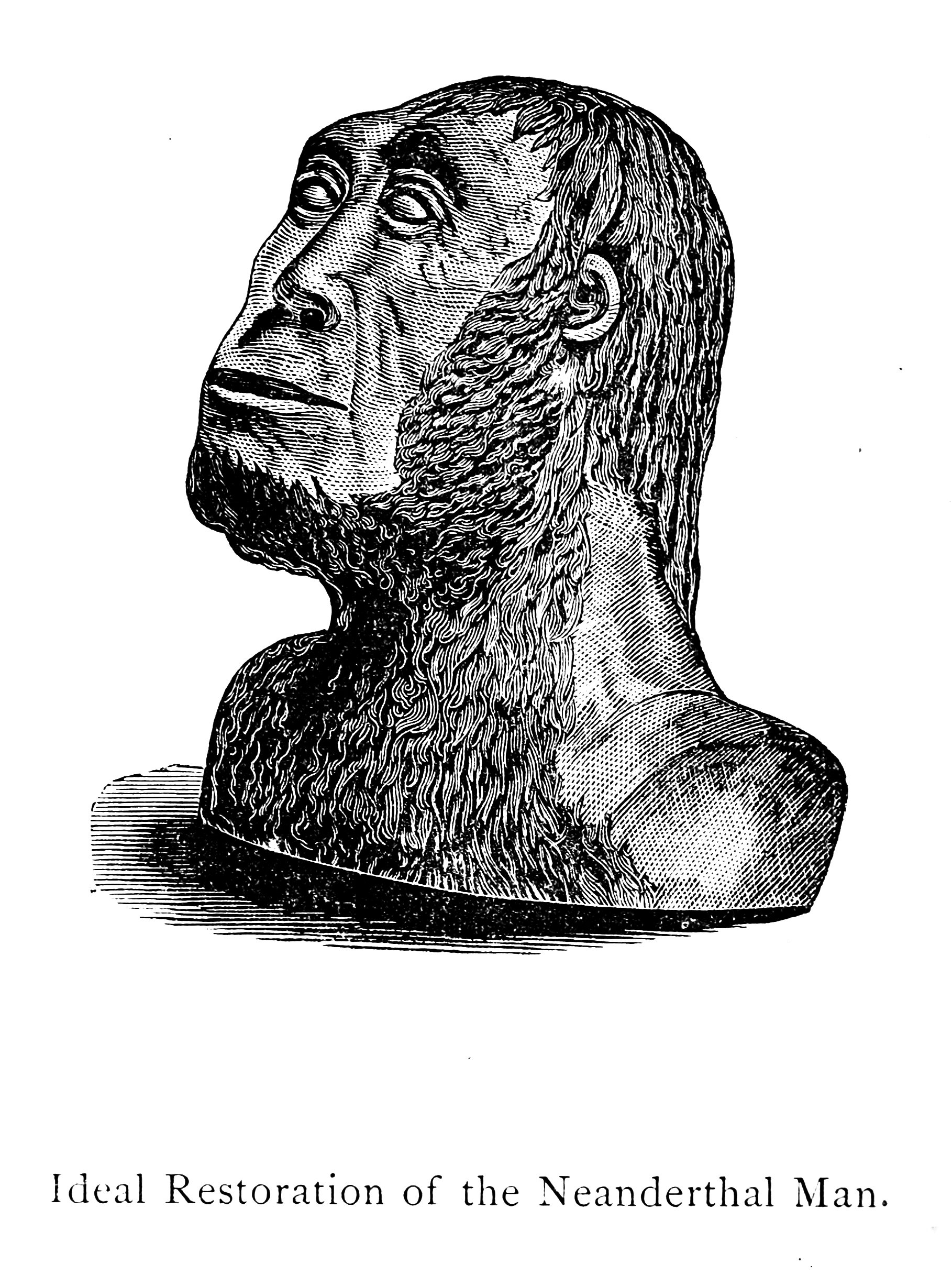 Standing Neanderthal, 1875 engraving.