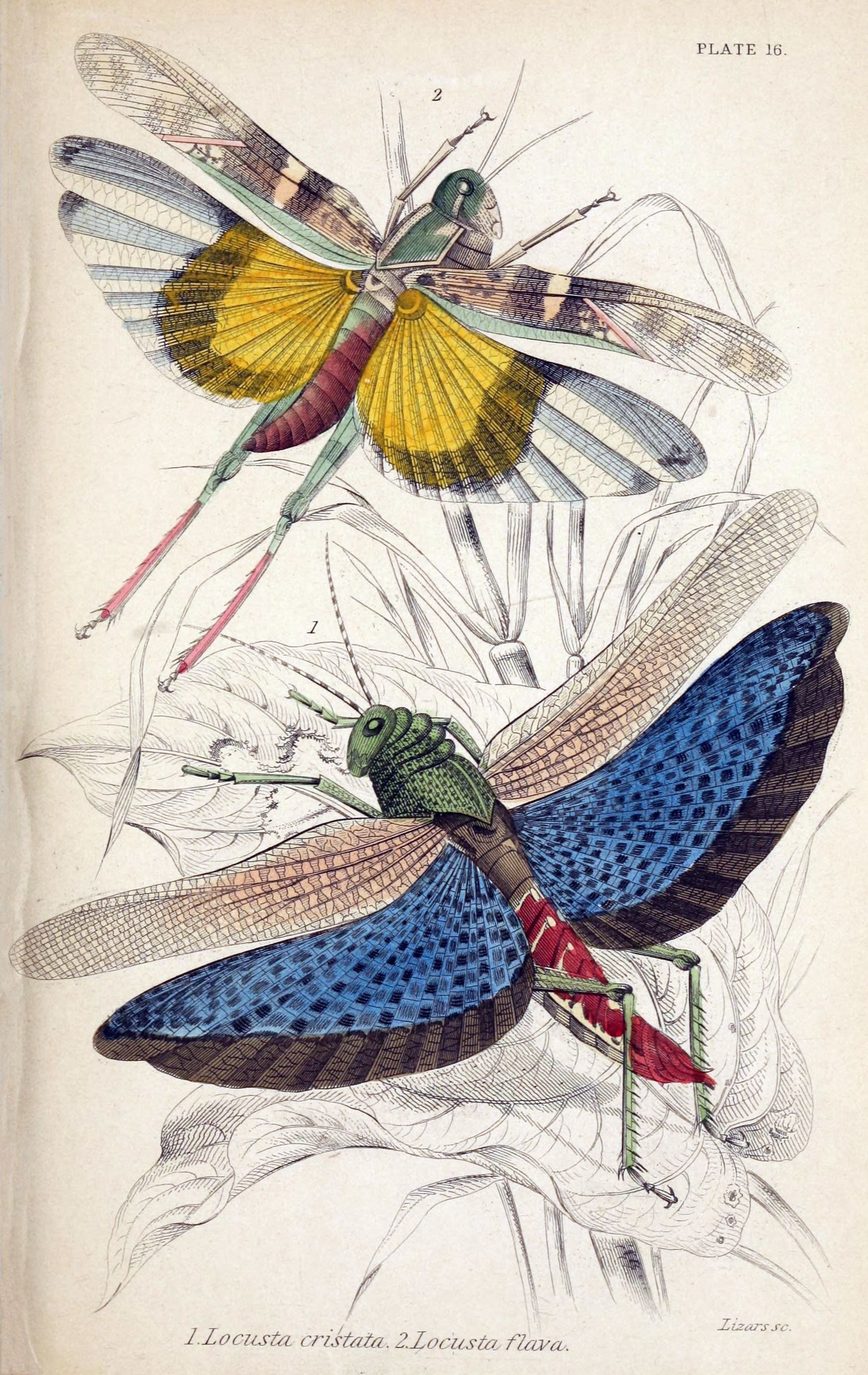 Two locust species, hand-coloured.