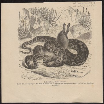 African rock python.