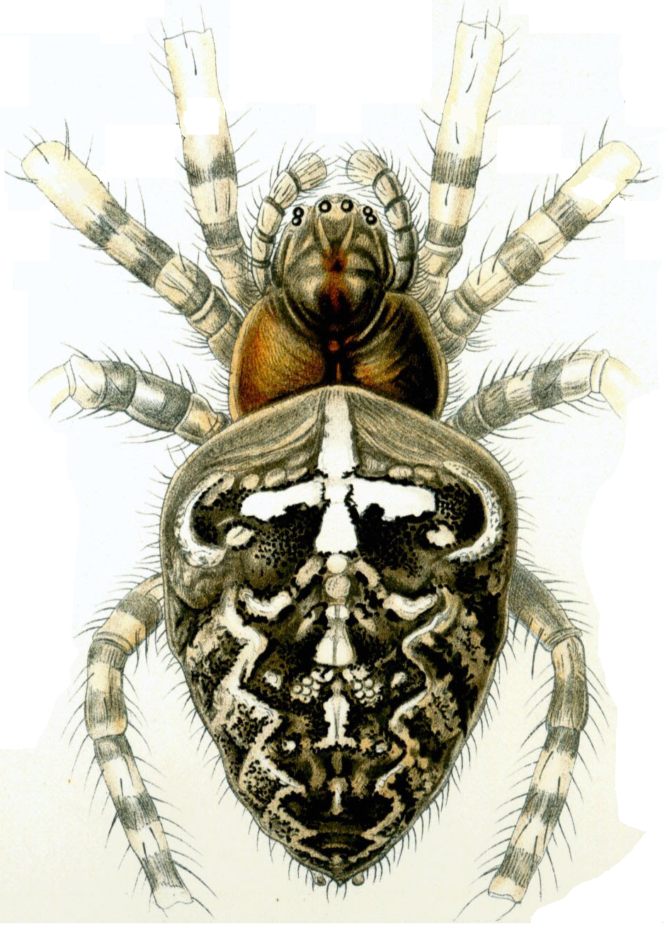 Cross-spider, isolated from Haeckel plate 66.
