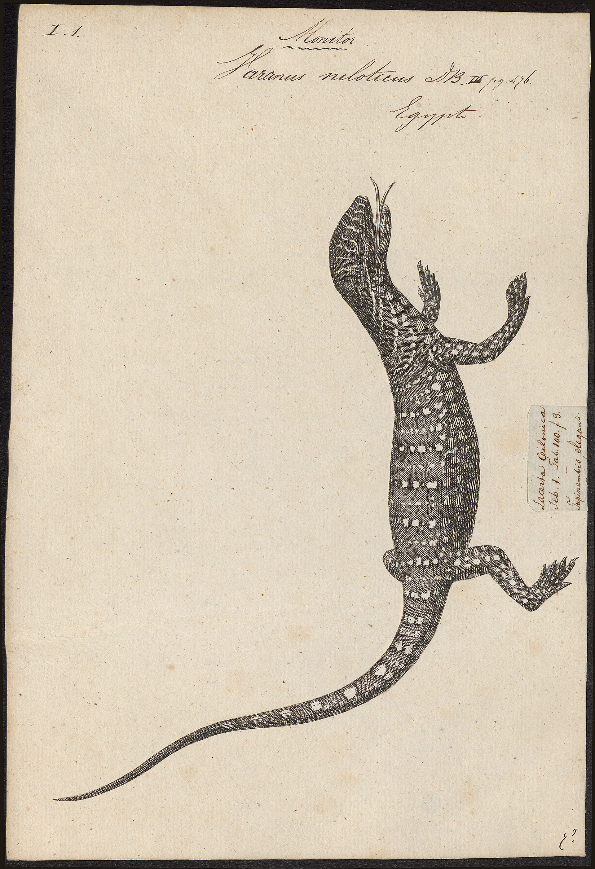 Nile monitor lizard, full body.