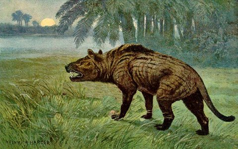 Harder Hyaenodon restoration.