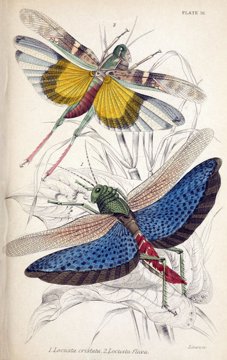 Two locust species, hand-coloured.