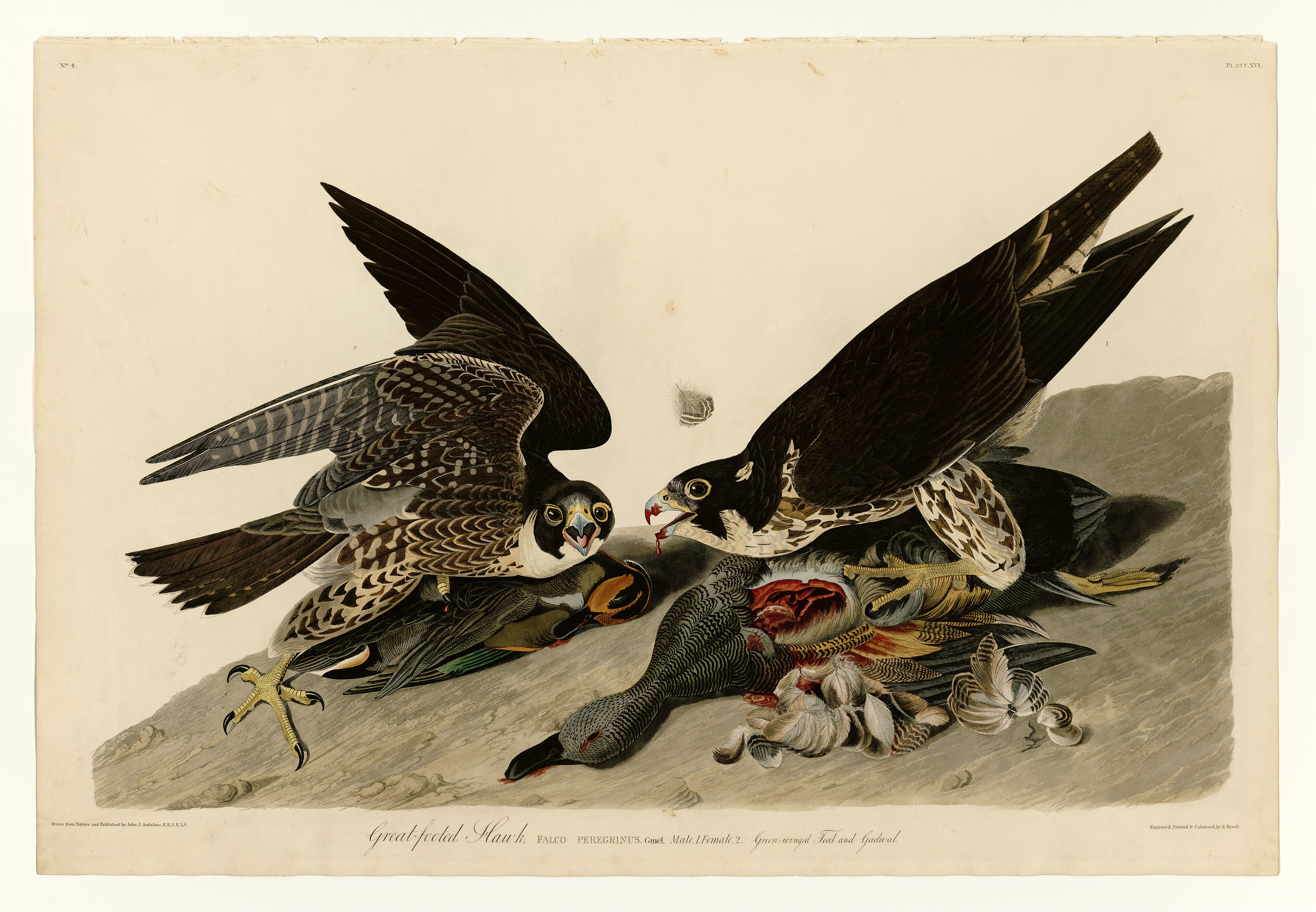 Peregrine falcon, Audubon plate.