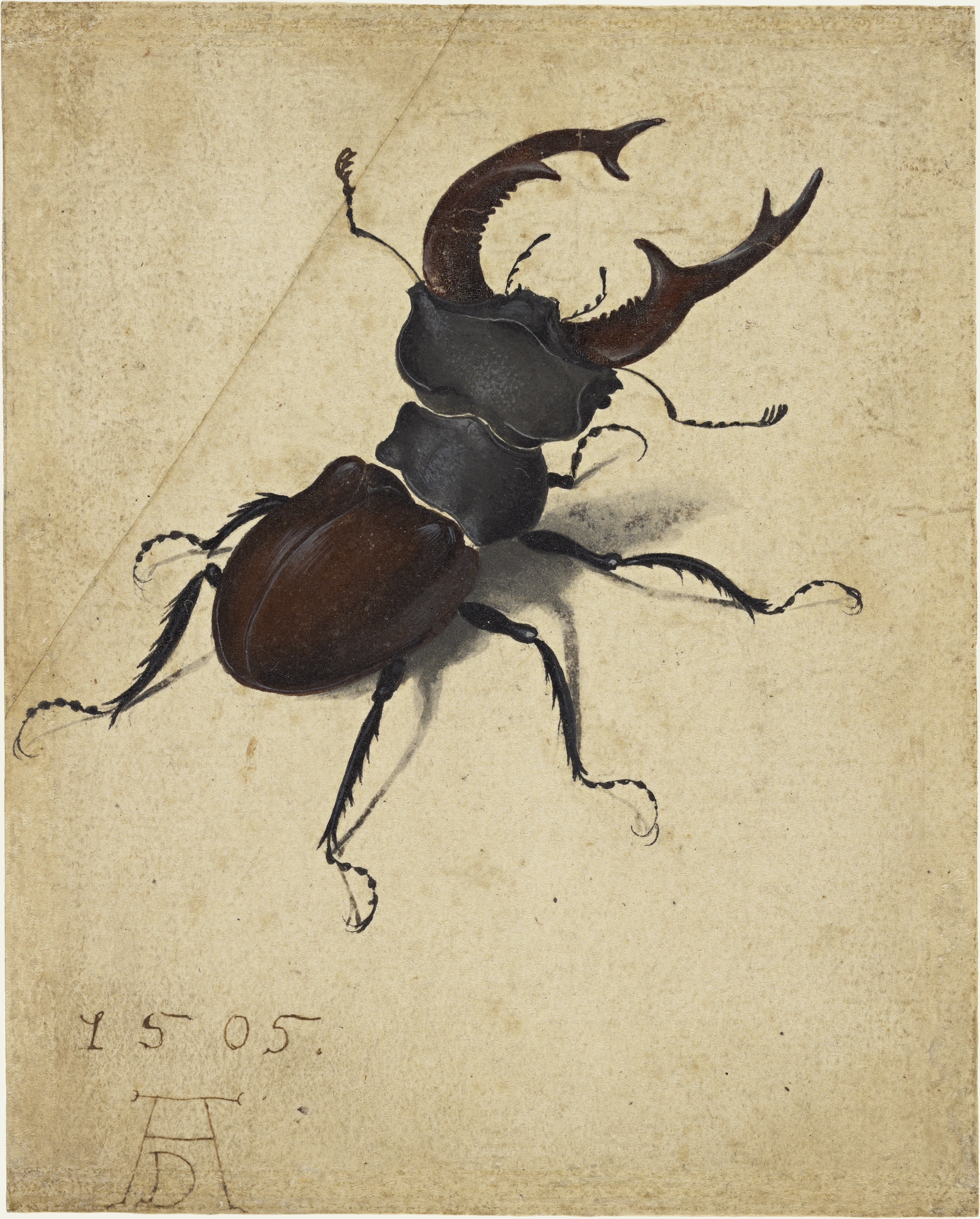 Durer's stag beetle.