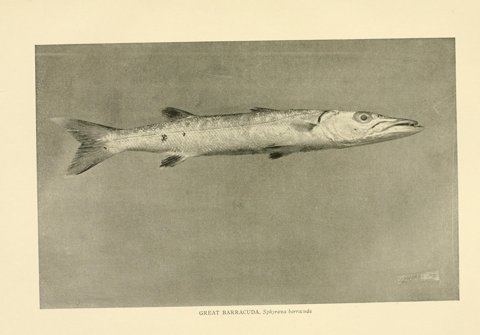 Great barracuda, colour scientific plate.