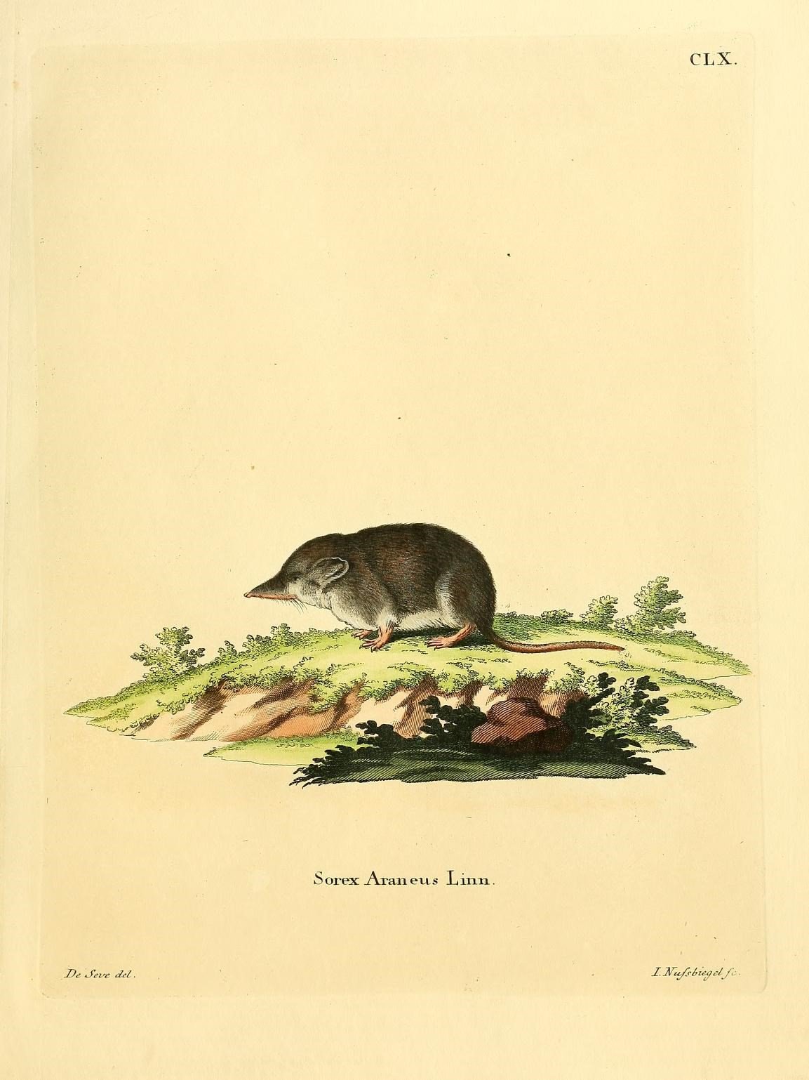 Common shrew, naturalistic plate.