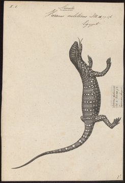 Nile monitor lizard, full body.