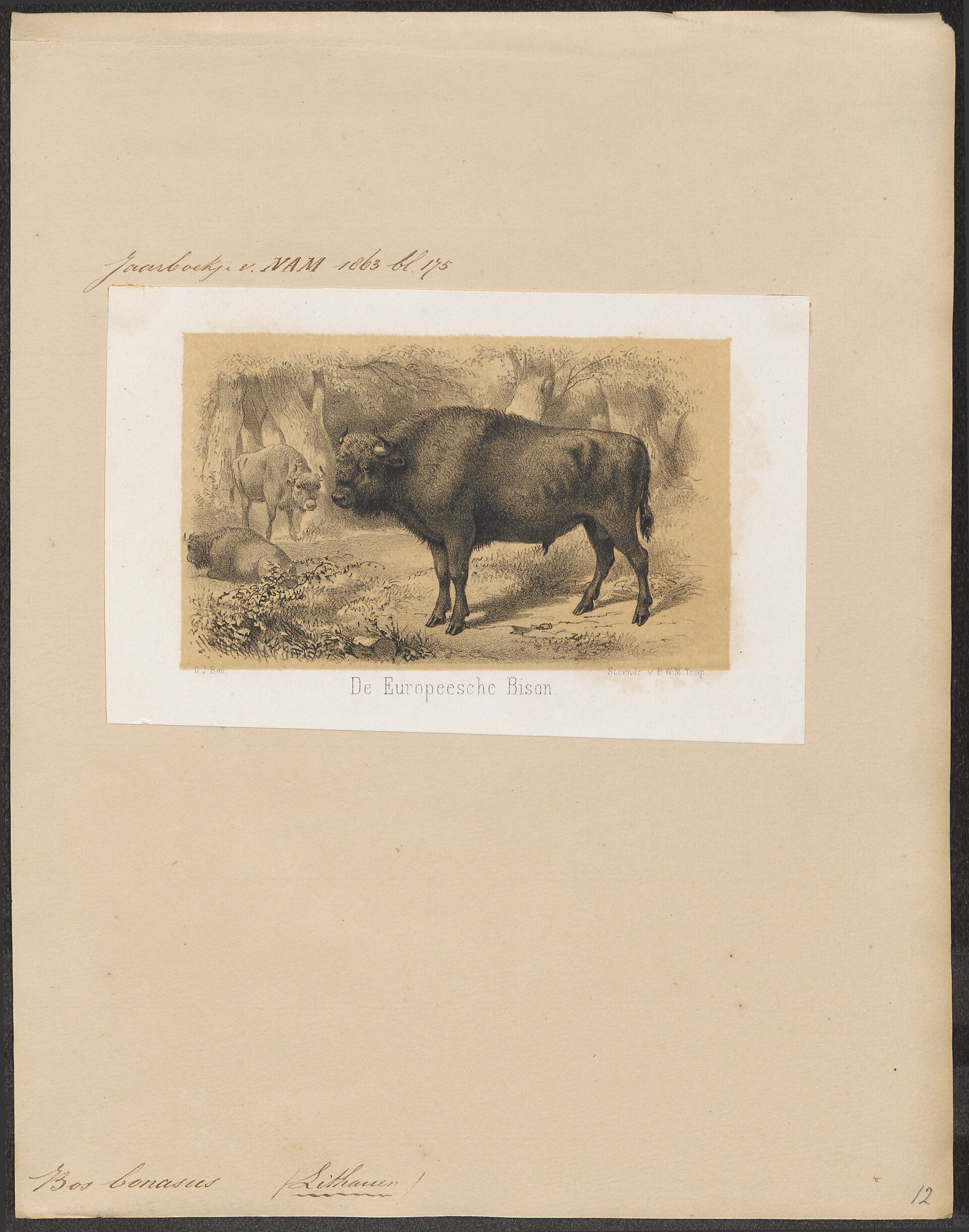 European bison in profile.