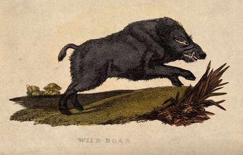 A wild boar charging, coloured etching.