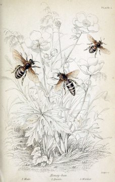 Honeybee specimen plate.