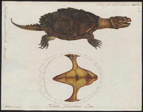 Common snapping turtle.