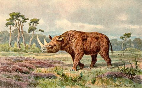 Harder woolly rhinoceros on the steppe.