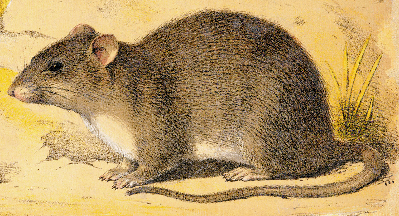 Brown rat in side profile.