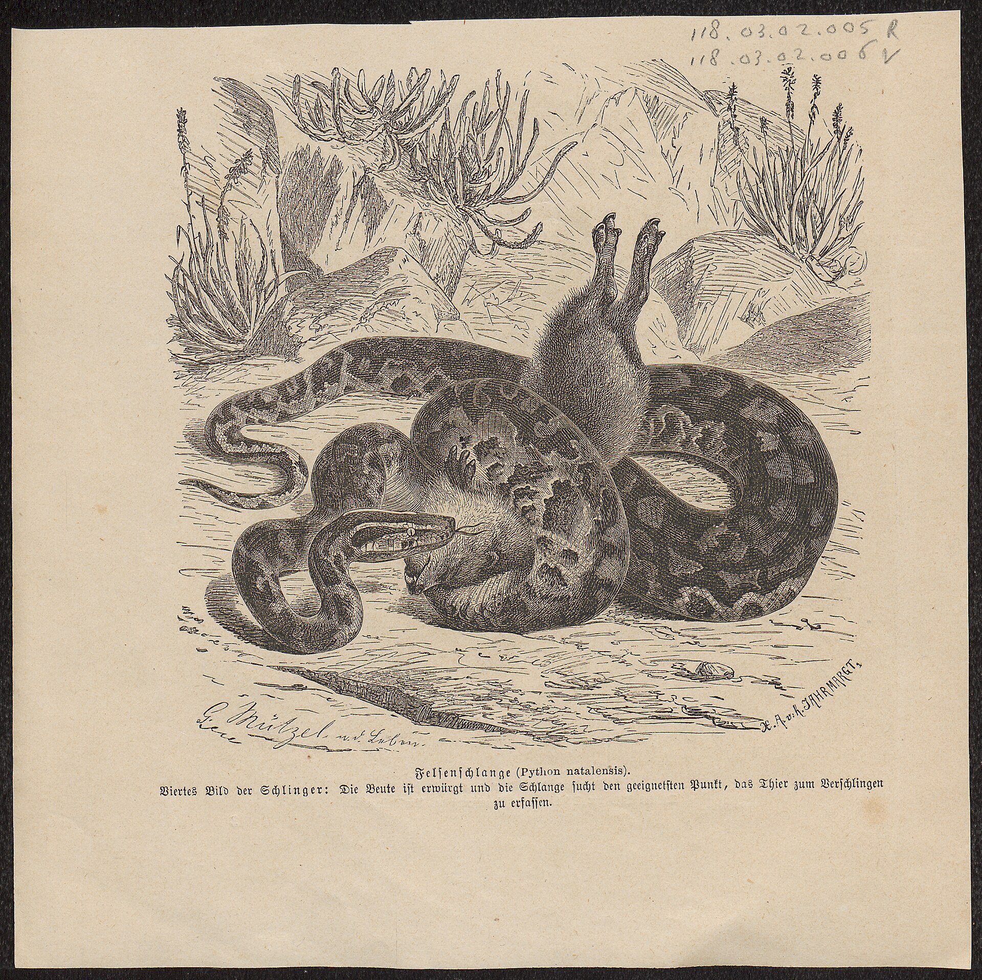 African rock python.