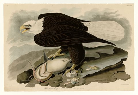 Bald eagle, Audubon aquatint.