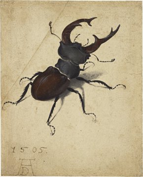 Durer's stag beetle.