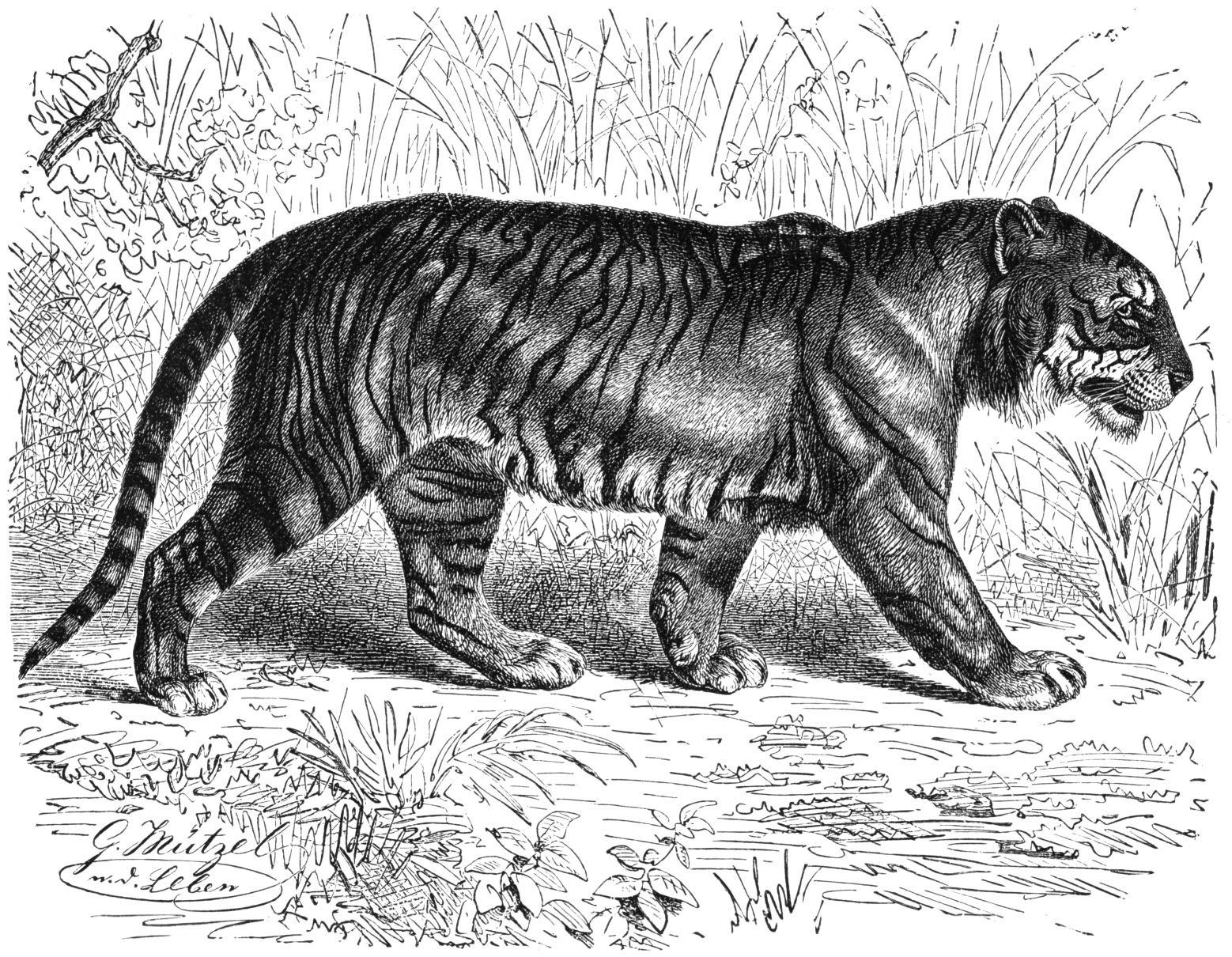 Bengal tiger in side profile.