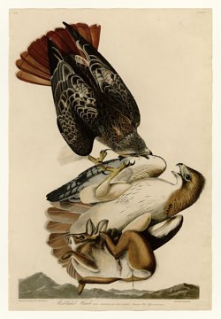 Red-tailed hawks, Audubon plate.