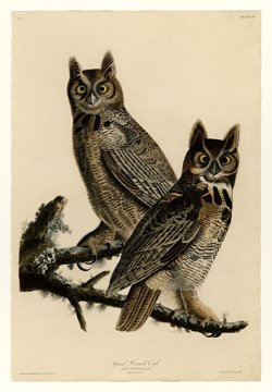 Great horned owls, Audubon plate.