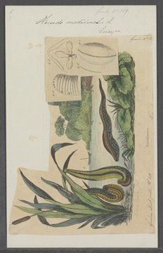 Medicinal leech specimen.