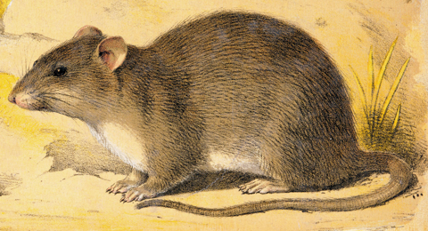 Brown rat in side profile.