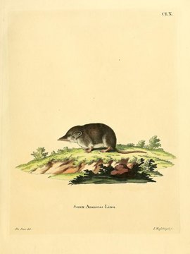 Common shrew, naturalistic plate.