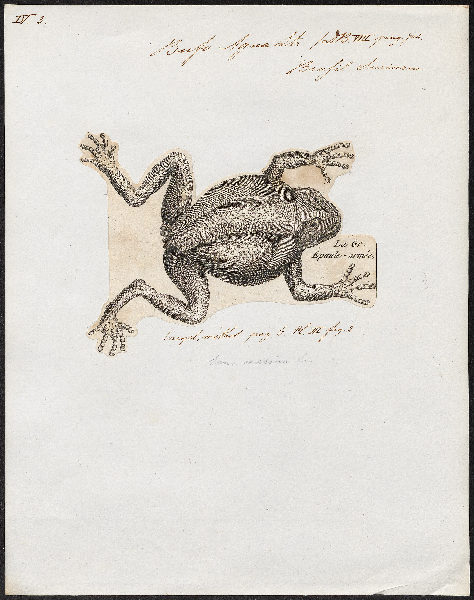 Cane / giant toad.