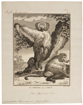 Hamadryas baboon.