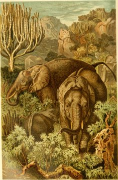 Engraving of an African elephant from Brehm's Tierleben.
