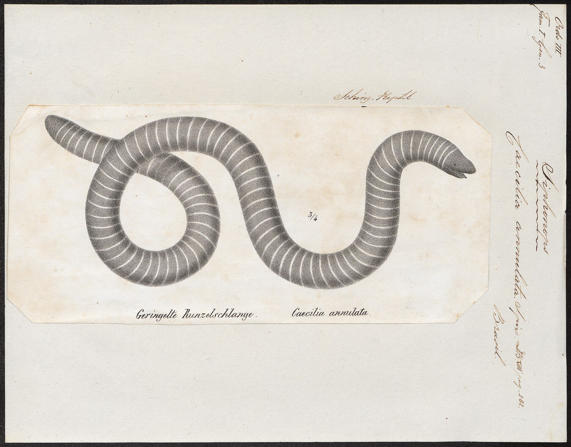 Ringed caecilian, legless amphibian.