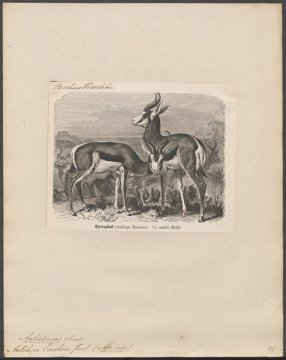 Springbok antelope in profile.