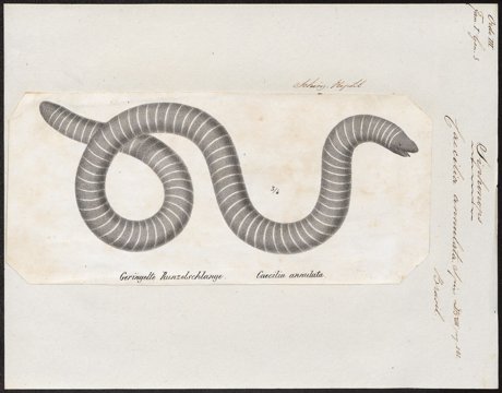 Ringed caecilian, legless amphibian.