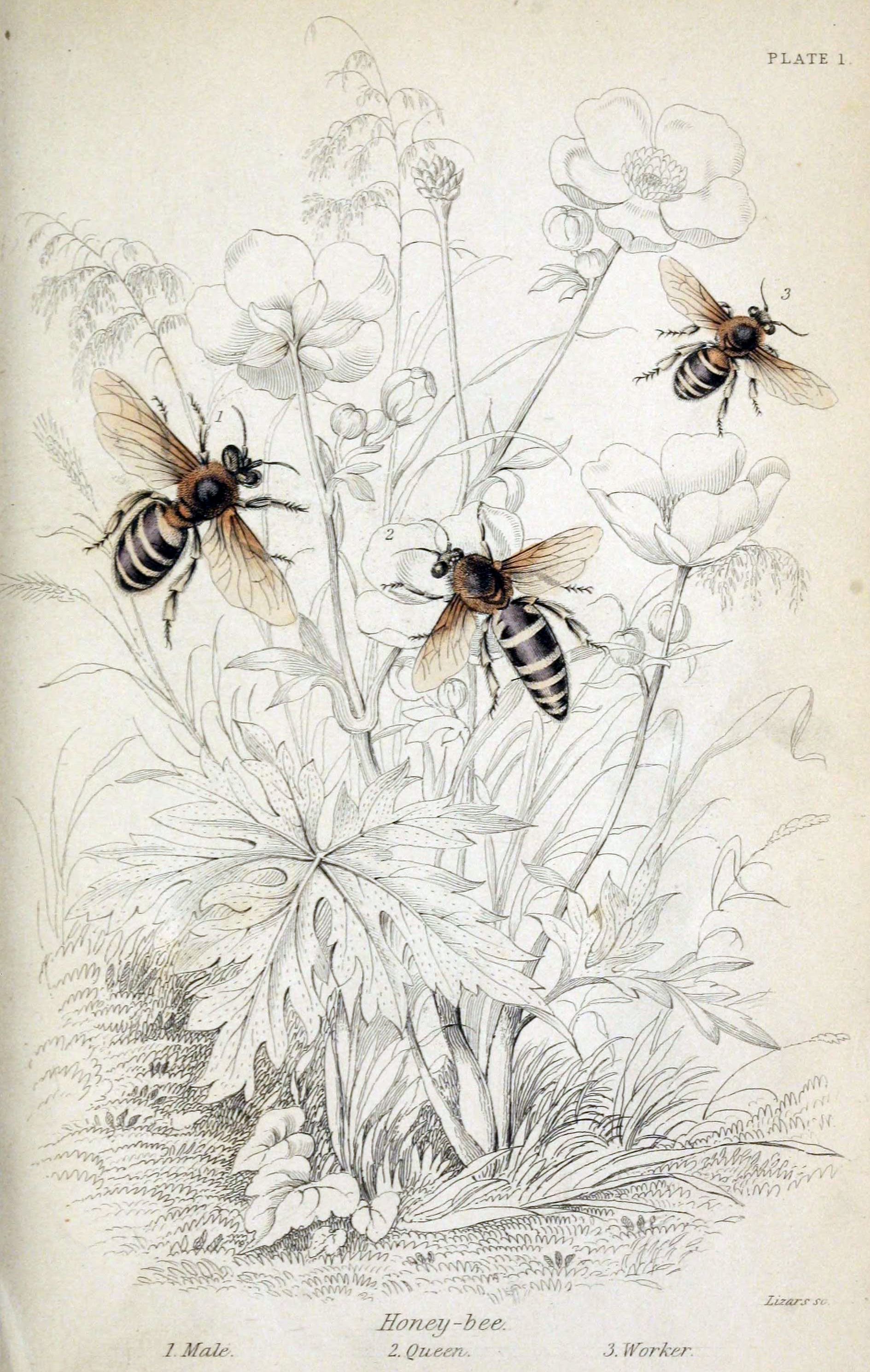 Honeybee specimen plate.