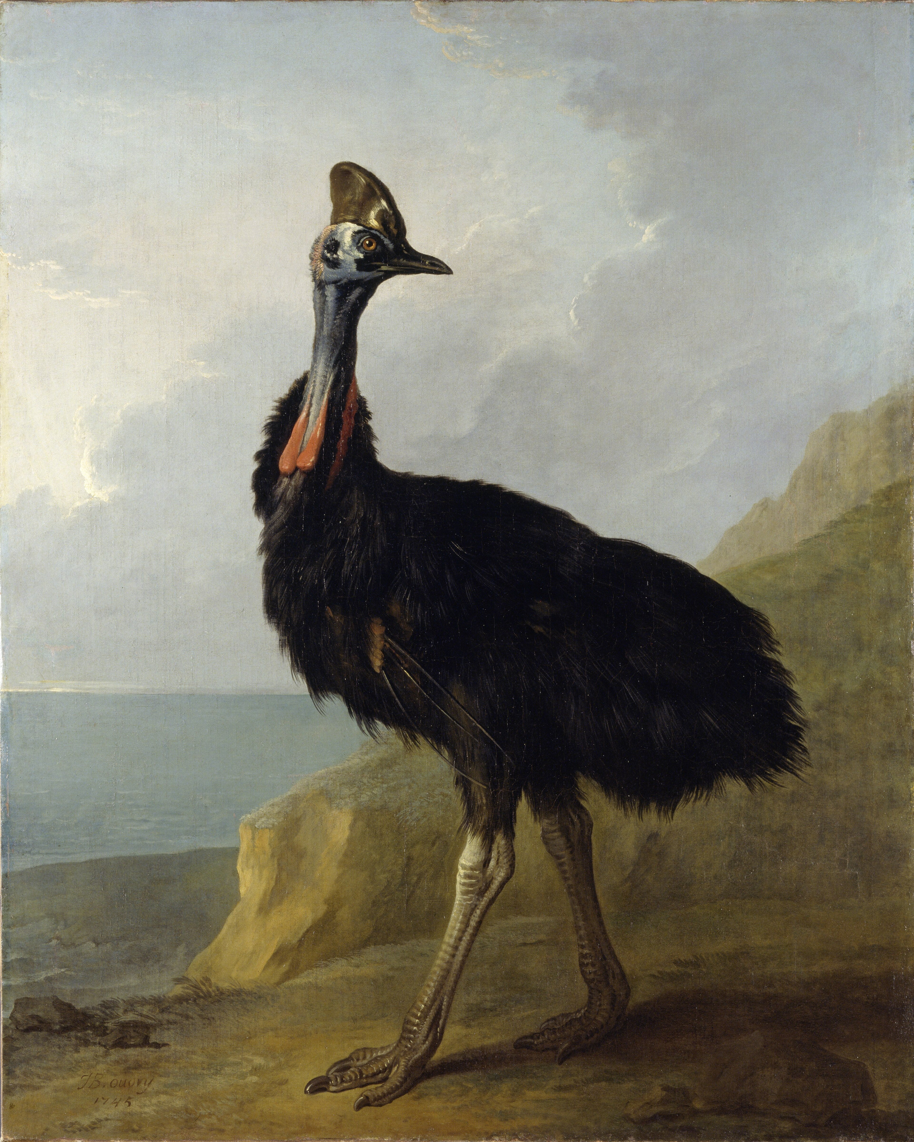 Life-size cassowary, full length.